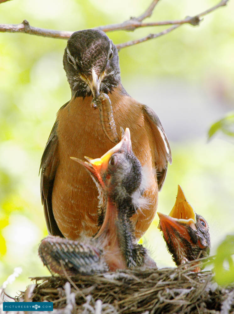 Baby Bird Feeding – Pictures by ROB